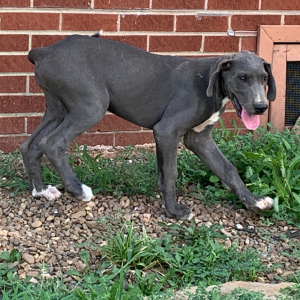 Great Dane Puppy Isabella