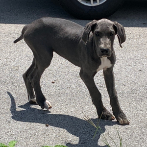 Great Dane Puppy Isabella