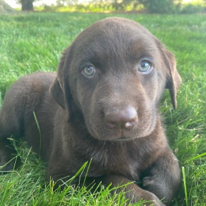 Labrador Retriever Puppy Gaby