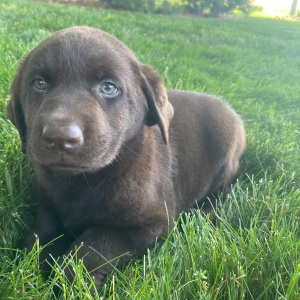 Labrador Retriever Puppy Gaby