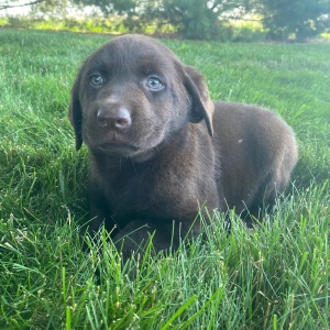 Labrador Retriever Puppy Gaby