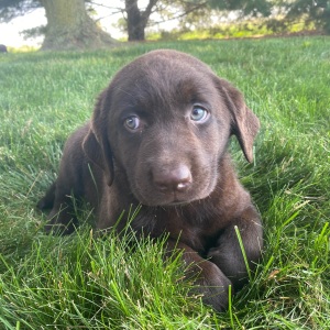 Labrador Retriever Puppy Gaby