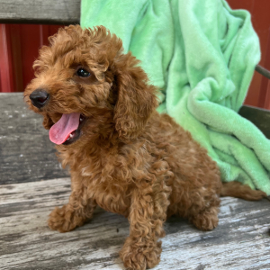 Goldendoodle Puppy Larion