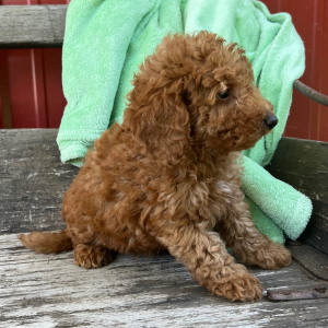 Goldendoodle Puppy Larion
