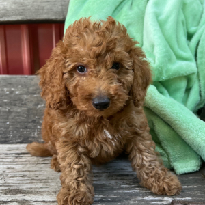 Goldendoodle Puppy Larion