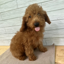Goldendoodle Puppy Larion