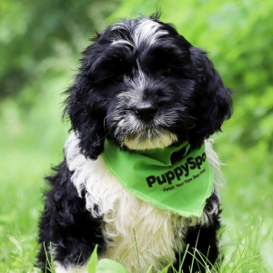 Portuguese Water Dog Puppy Archie
