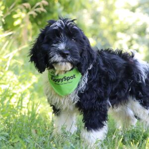Portuguese Water Dog Puppy Archie