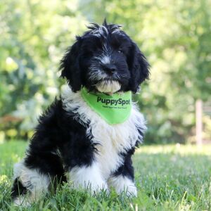 Portuguese Water Dog Puppy Archie