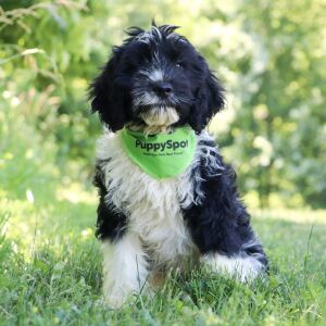 Portuguese Water Dog Puppy Archie