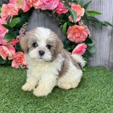 Havanese Puppy Georgia