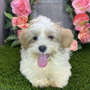 Havanese Puppy Georgia