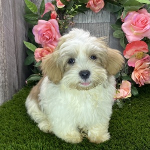 Havanese Puppy Georgia