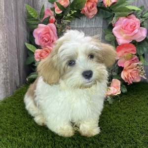 Havanese Puppy Georgia