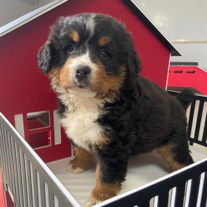 Bernese Mountain Dog Puppy Krista