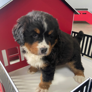 Bernese Mountain Dog Puppy Krista