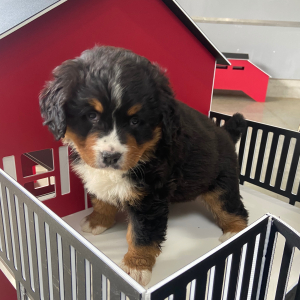 Bernese Mountain Dog Puppy Krista