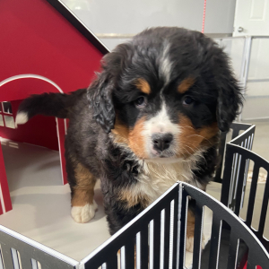 Bernese Mountain Dog Puppy Krista