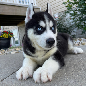 Siberian Husky Puppy Bob