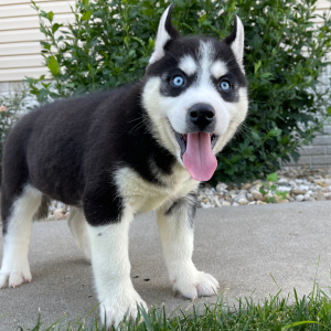 Siberian Husky Puppy Bob