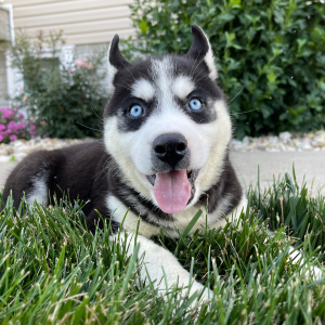 Siberian Husky Puppy Bob