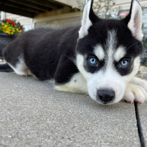Siberian Husky Puppy Bob