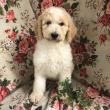 Bernedoodle Puppy Gretta