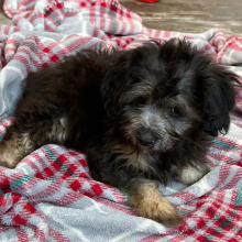 Aussiedoodle Puppy Hannah