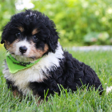 Bernedoodle Puppy Flyn