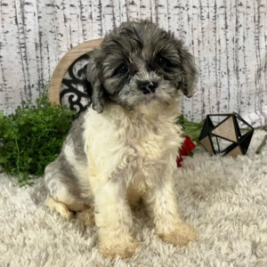Cavapoo Puppy Izzie
