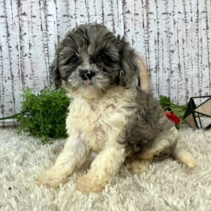 Cavapoo Puppy Izzie