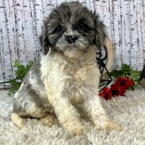Cavapoo Puppy Izzie