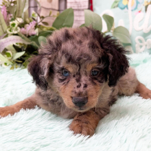 Aussiedoodle Puppy Indigo