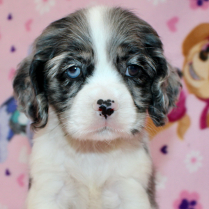 Cocker Spaniel Puppy Star