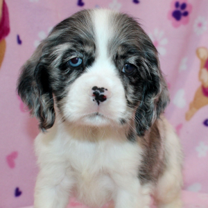 Cocker Spaniel Puppy Star