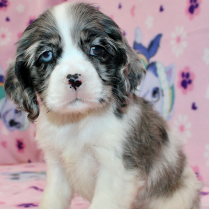 Cocker Spaniel Puppy Star
