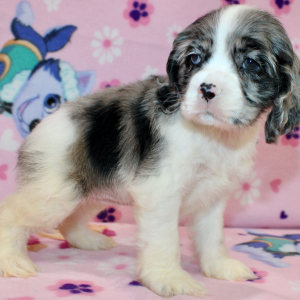 Cocker Spaniel Puppy Star
