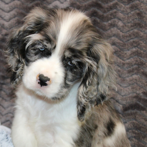 Cocker Spaniel Puppy Star