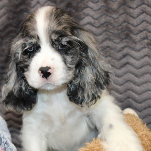 Cocker Spaniel Puppy Star
