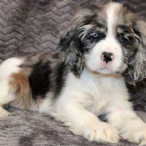 Cocker Spaniel Puppy Star