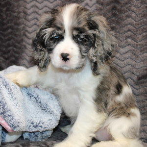 Cocker Spaniel Puppy Star