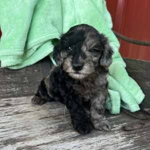 Goldendoodle Puppy Nickel