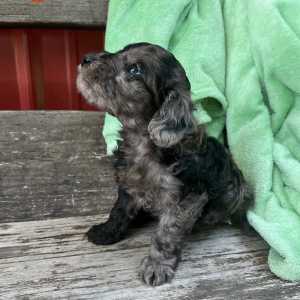 Goldendoodle Puppy Nickel