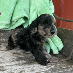 Goldendoodle Puppy Nickel