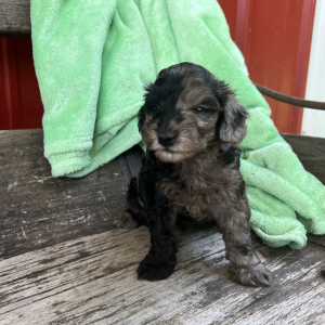 Goldendoodle Puppy Nickel
