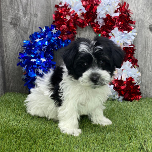 Havanese Puppy Scout