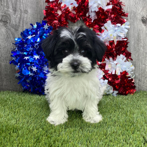 Havanese Puppy Scout