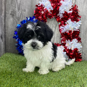 Havanese Puppy Scout