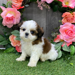 Shih Tzu Puppy Jay