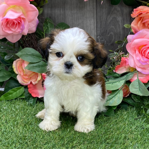 Shih Tzu Puppy Jay